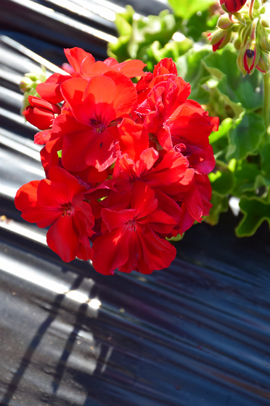 Calliope Large Dark Red Geranium Pelargonium Calliope Large Dark Red