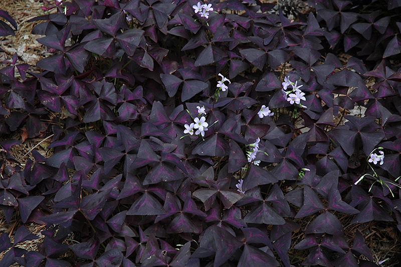 Purple Shamrock (Oxalis regnellii 'Triangularis') in Wichita Falls