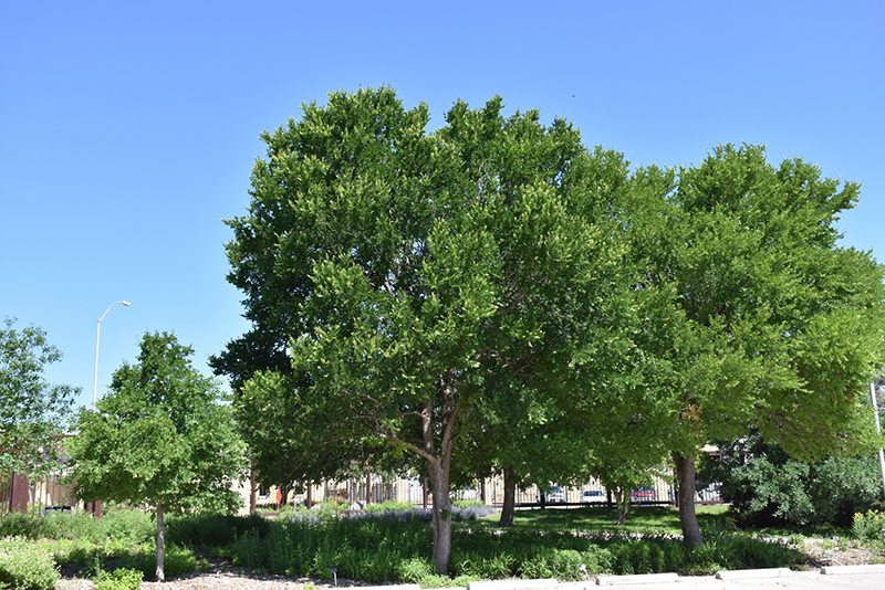 Cedar Elm Ulmus Crassifolia In Wichita Falls Texas Tx At Smiths